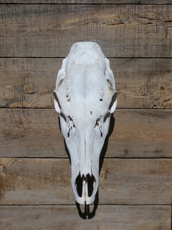 cow elk skull