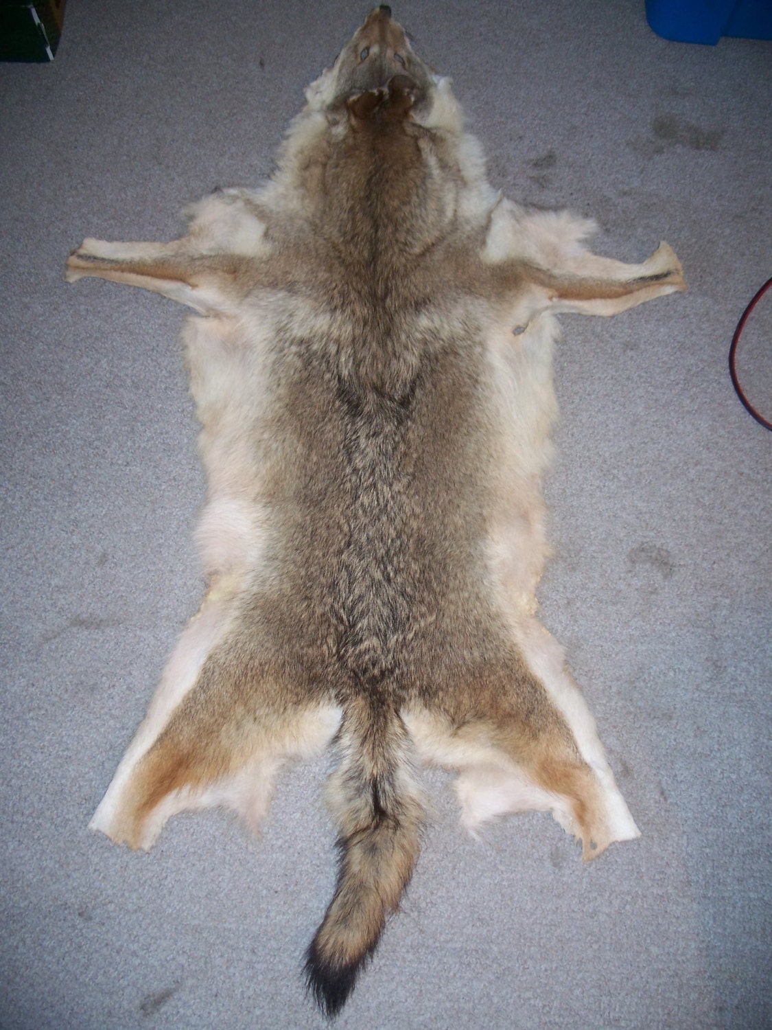 XXL Taxidermy Coyote pelt hide skin fur tanned rug wallhanger