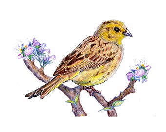 Yellowhammer Bird Coloring Page - 288+ SVG Cut File