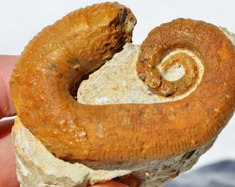 8164x Heteromorph Ancyloceras Ammonite 117myo Fossil Creteceous 81mm LARGE 3.2"