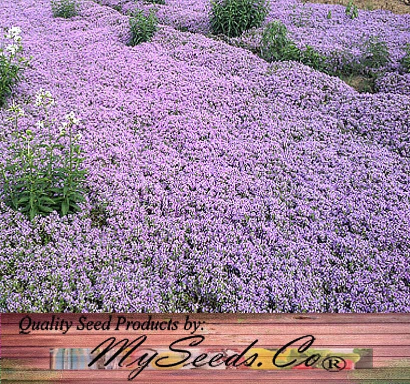 10000 x Reg CREEPING THYME Herb Seeds Thymus Serpyllum