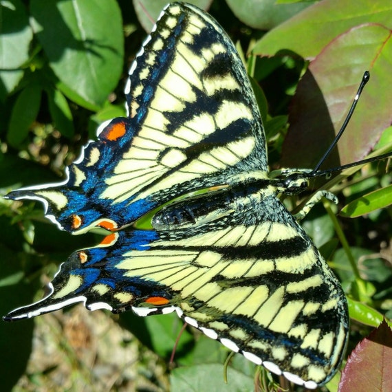 Eastern Tiger Swallowtail Butterfly Butterfly Art Butterfly