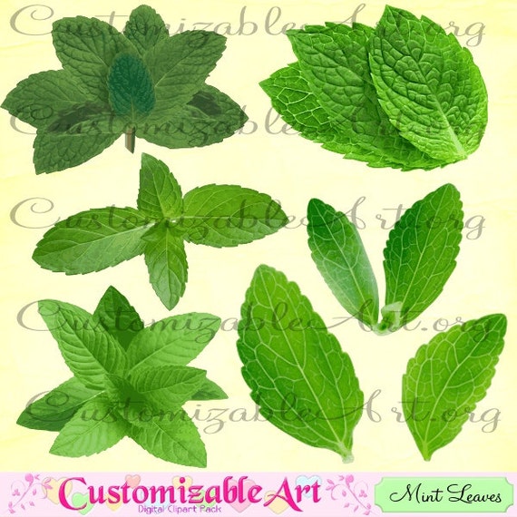 clipart mint leaves - photo #50