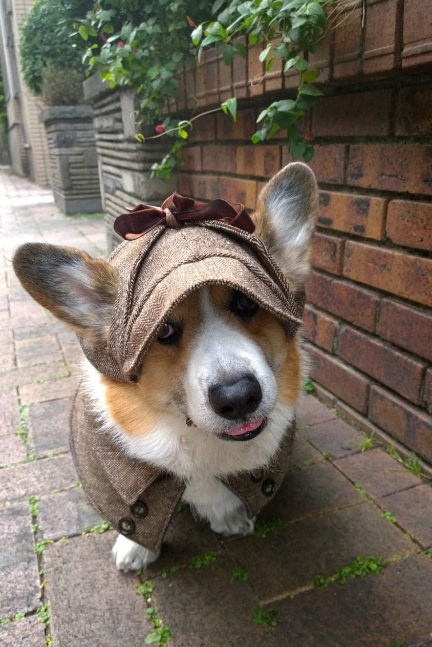 dog winter hats with ear holes