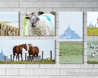 Mont St Michel Beach canvas photography, horse photography, horses sheep, bedroom decor, nautical decor, Bathroom Decor, large wall art