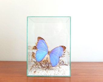 Vintage blue MORPHO butterfly in glass box - 1960s