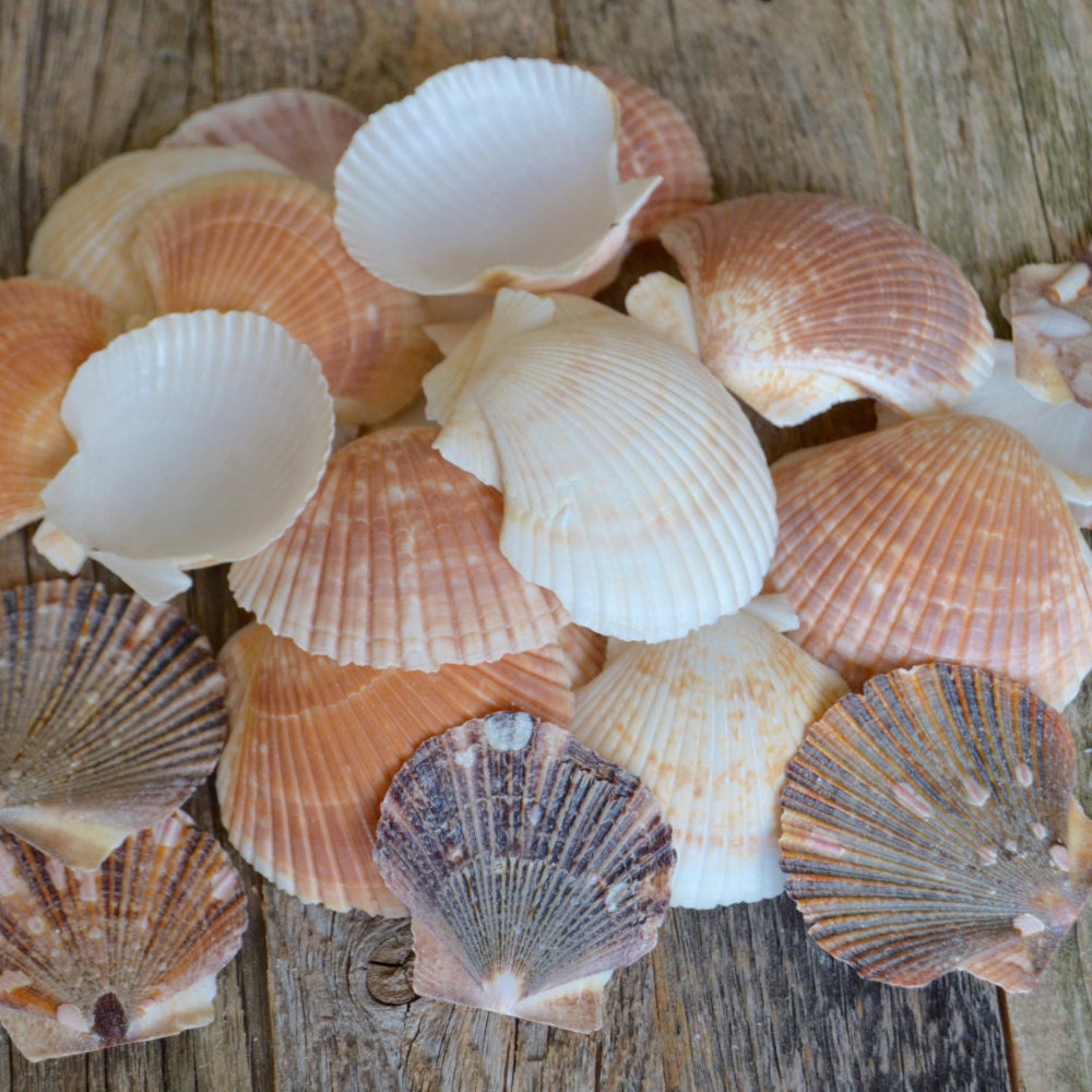 Bulk Seashells Shell Decor Beach Decor Nautical Shell