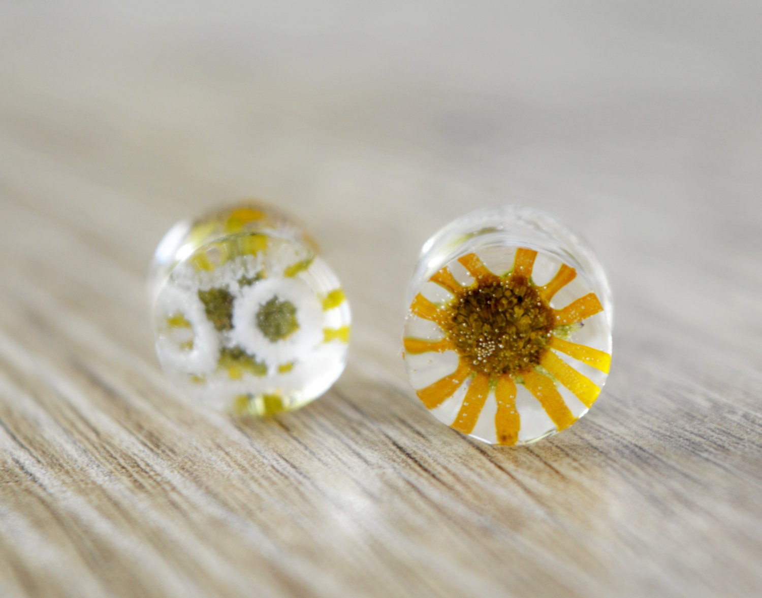 plugs with real flowers and white lace flower plugs real