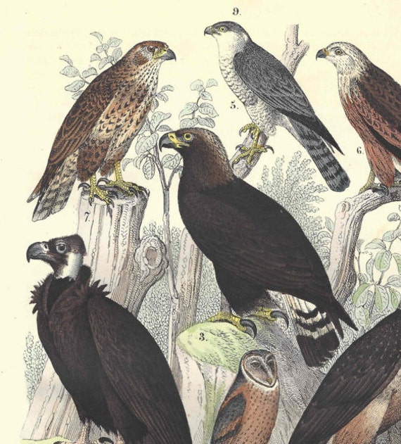 1857 Antique Birds of Prey Print Hand Colored Engraving German