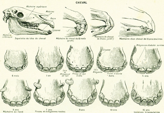 Animal Teeth Identification Chart