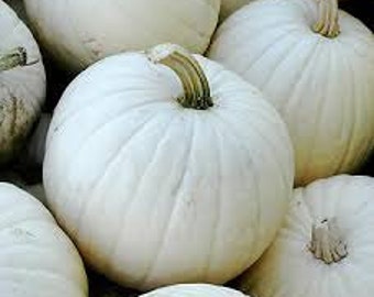 White Pumpkin Seeds, Cucurbita, Lumina, Good for Eating, Large Size, Ghostly White Pumpkins, perfect for painting and carving.