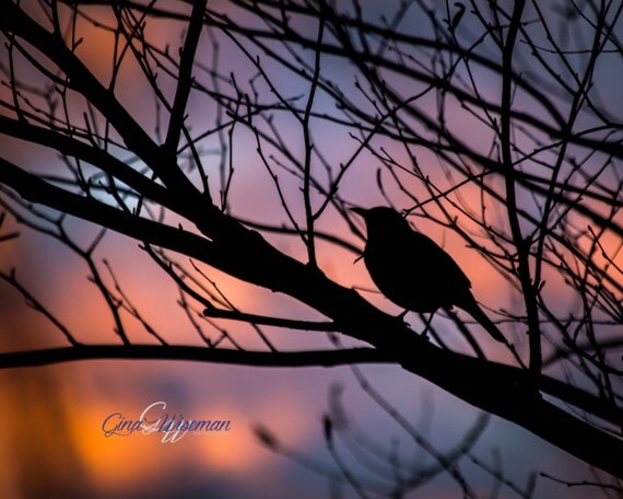 View source image Image result for robin silhouette sunset