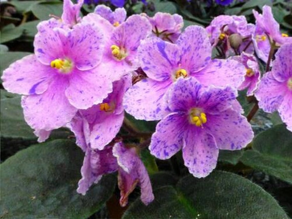 Legacy African Violet 'Optimara's Picasso' by JordansJungle