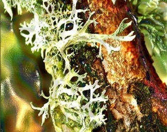 Oak Moss - Evernia prunastri