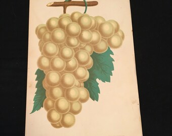 1881 Print - The Golden Pocklington Grape, Original 6x9 Print, High-Quality Antique Color Lithograph