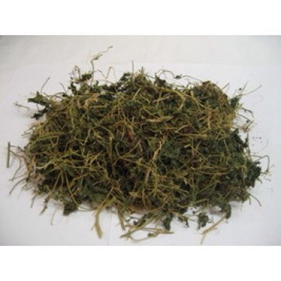 Haitian Asosi Jamaican Cerasee by IslandMedicine on Etsy