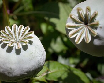 Poppy Seeds, Papaver Somniferum, Unwashed, Untreated, - 4 grams (6,000 seeds)