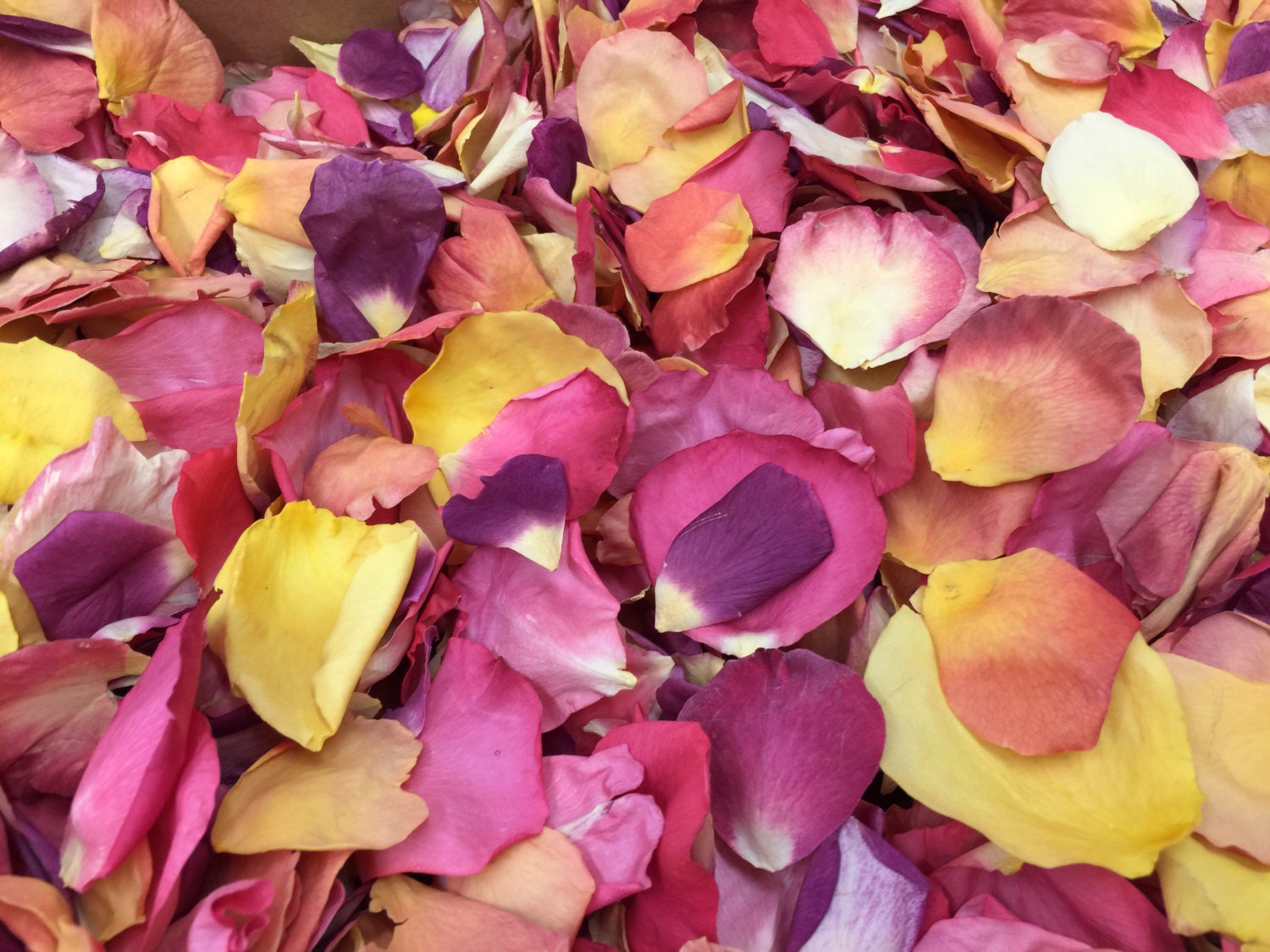 Wedding Petals. Petals. Petal Confetti. Flower Petals. Rose