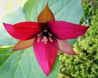 5 Red Trillium,Wood Lily roots (Trillium erectum)