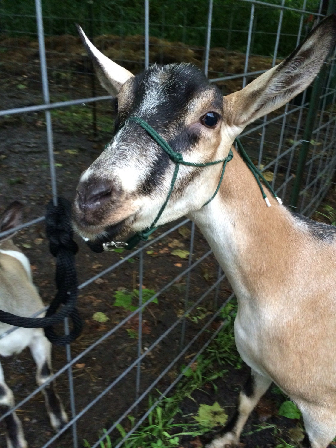 Rope Goat Halter With Matching Lead Rope by GoatVillage on Etsy