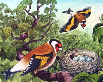 Goldfinch - 1962 Vintage Bird Print - British Birds and Nests - Naturalist Print for Framing - 9" x 7.5"