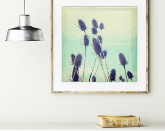 Botanical photography print robins egg blue aqua brown modern rustic nature wall art 'Teasel'