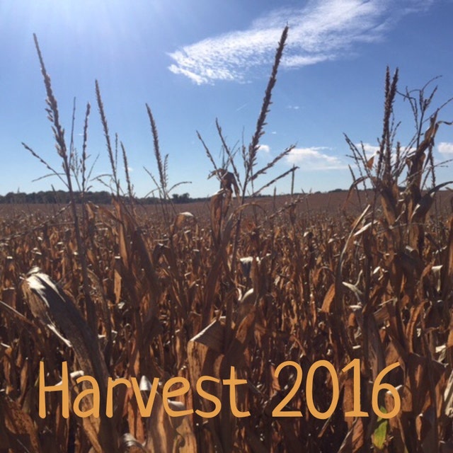 Microwave Heating Pad Corn Bag Neck Wrap Heat by WarmHugsCornBags