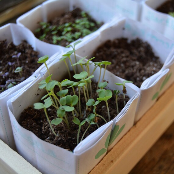 Basic Heirloom Seed Kit