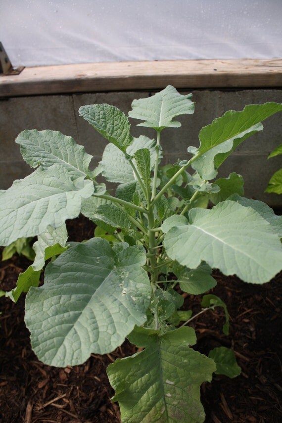 Ethiopian Kale by JAHWORKS on Etsy