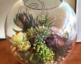XL 12" DIY Terrarium kit, Succulent Terrarium Kit, Hand selected glass terrarium, office, birthday or housewarming gift