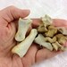 10 deer knee, toe, foot, and ankle bones (no.17)