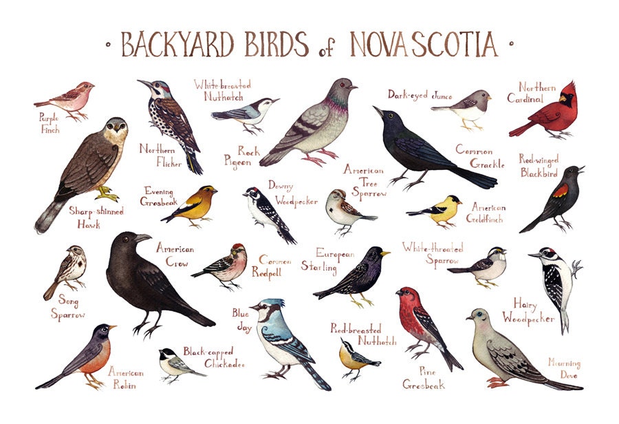 Nova Scotia Backyard Birds Field Guide Art Print / by KateDolamore