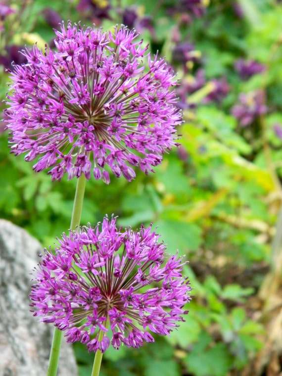 Purple Flower Balls of Allium Photography Allium