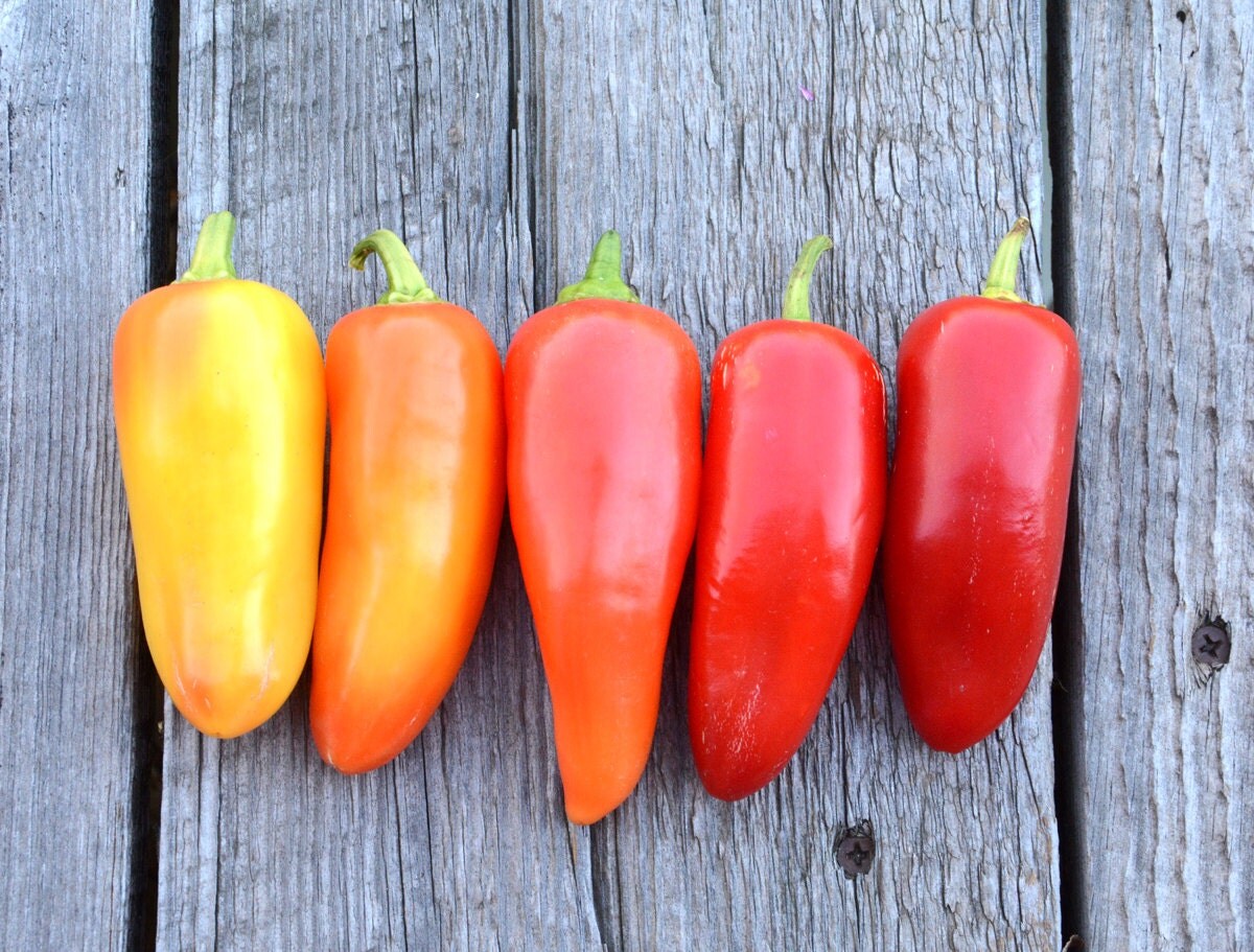 Hot Pepper Mariachi Pepper Seed Mild Large Chile Peppers