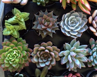 Succulent Plant - You Choose 6