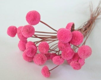 Pink Floral Buttons, dried flowers for DIY crafts, Wedding Decor, 30 button flowers