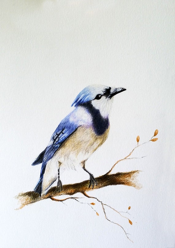 Items similar to Original Colored Pencil Bird Drawing, Blue Jay bird