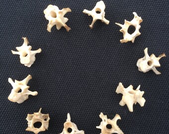 Ten Carrion Crow Vertebrae or Spine Bones for Jewellery Making