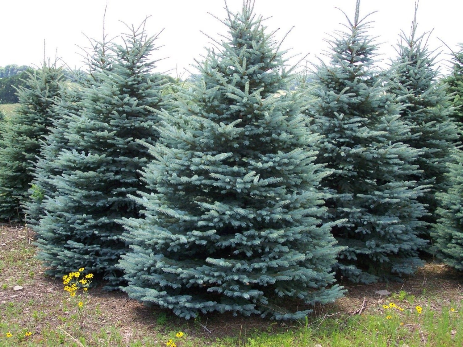 Spruce Tree Seeds COLORADO BLUE Versatile Evergreen Tree