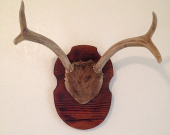 Vintage Mounted Deer Antlers