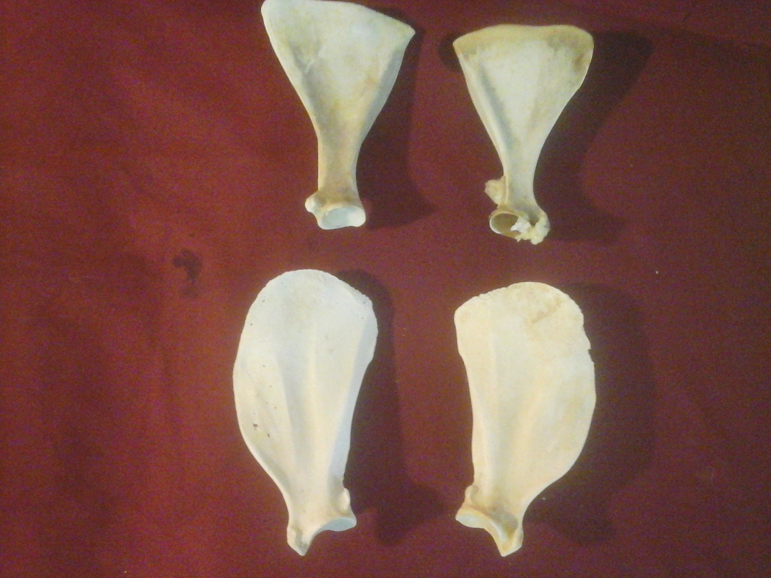 4 real craft deer shoulder blades/ scapulas