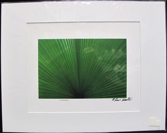 R. Lewis Hooten Uncommon Images Photograph Licuala grandis Signed and Matted