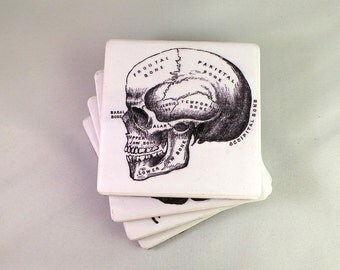 Vintage Anatomy Tile Coasters. Felt Backed, Set of Four, Finished with Twine Bow.