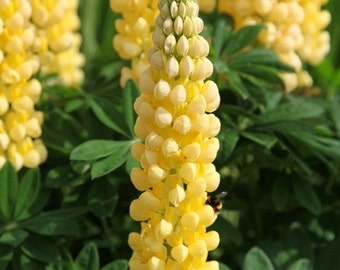 Sweet Mignonette Flower Seeds Reseda Odorata Ameliorata