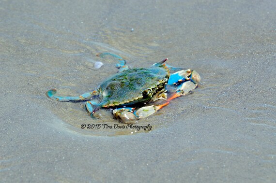 soft shell blue crab