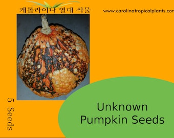 Pumpkin Seeds (Wart Pumpkin) - 5 Seeds