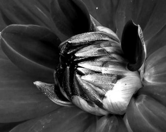 Black and White Photography | Dahlia | Macro | "Either Or"