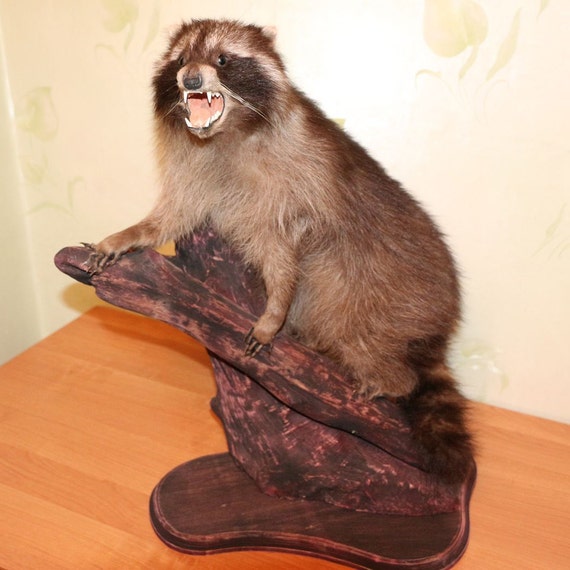 stuffed raccoon taxidermy