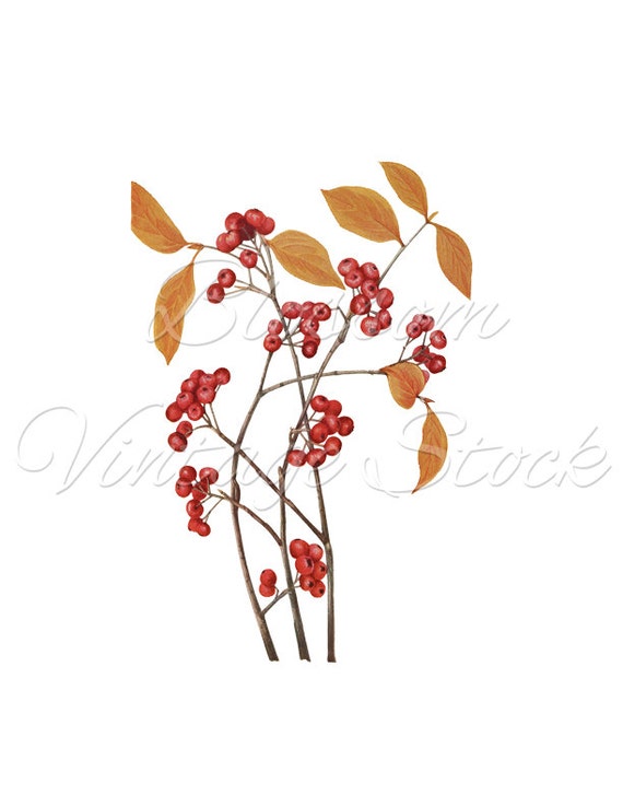 Vintage Botanical Image Antique Botanical by BlossomVintageStock