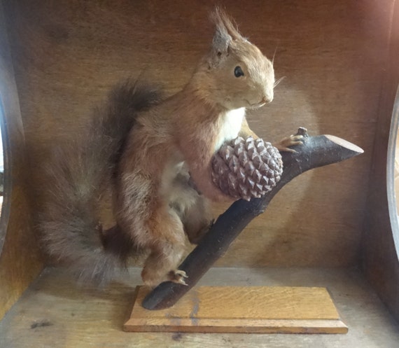 stuffed red squirrel